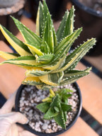 Variegated Aloe Nobilis with Pups | Large Rare Live Succulent Plant