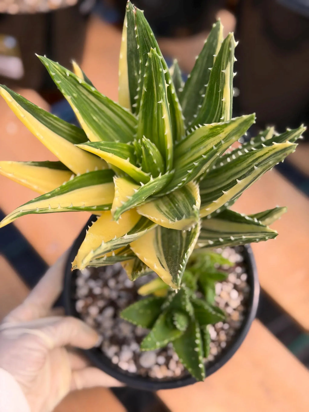 Variegated Aloe Nobilis with Pups | Large Rare Live Succulent Plant