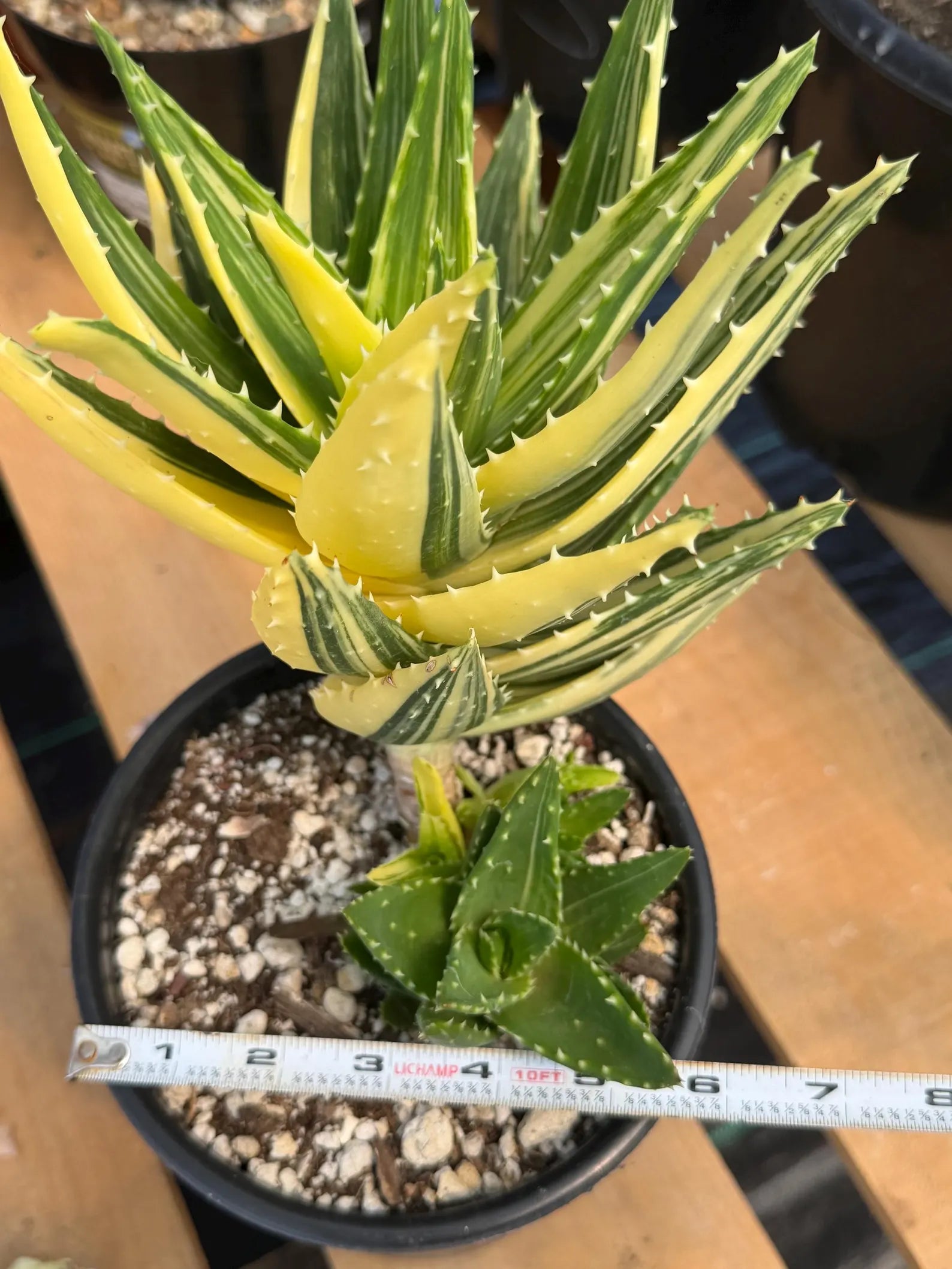 Variegated Aloe Nobilis with Pups | Large Rare Live Succulent Plant