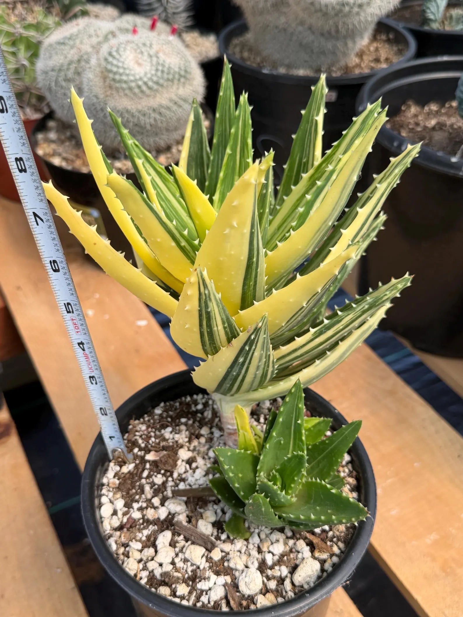 Variegated Aloe Nobilis with Pups | Large Rare Live Succulent Plant