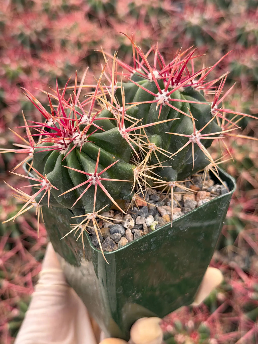 Ferocactus Gracilis Rare Red Spine Cactus | Live Plant