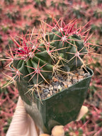 Ferocactus Gracilis Rare Red Spine Cactus | Live Plant