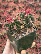 Ferocactus Gracilis Live Cactus – Rare Red Spine Barrel Cactus for Indoor & Outdoor Desert Gardens