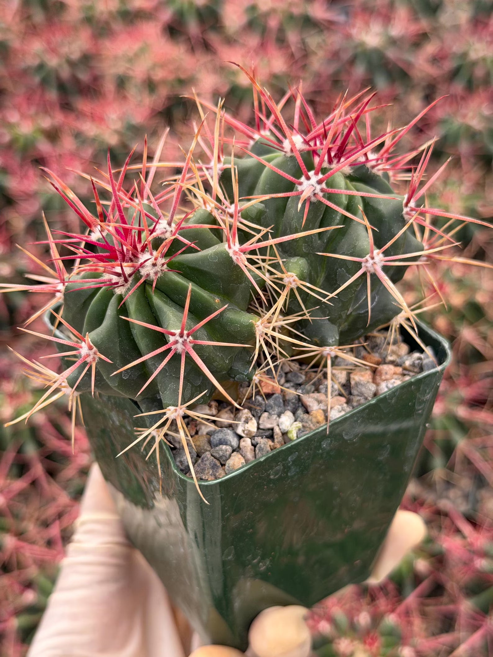 Ferocactus Gracilis Live Cactus – Rare Red Spine Barrel Cactus for Indoor & Outdoor Desert Gardens