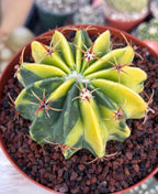 Variegated Echinocactus texensis | Rare Horse Crippler Cactus #410