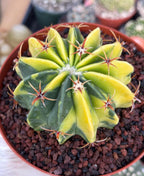 Seed Grown Echinocactus Texensis Ayanami | Rare Live Cactus | 6" Pot | #410