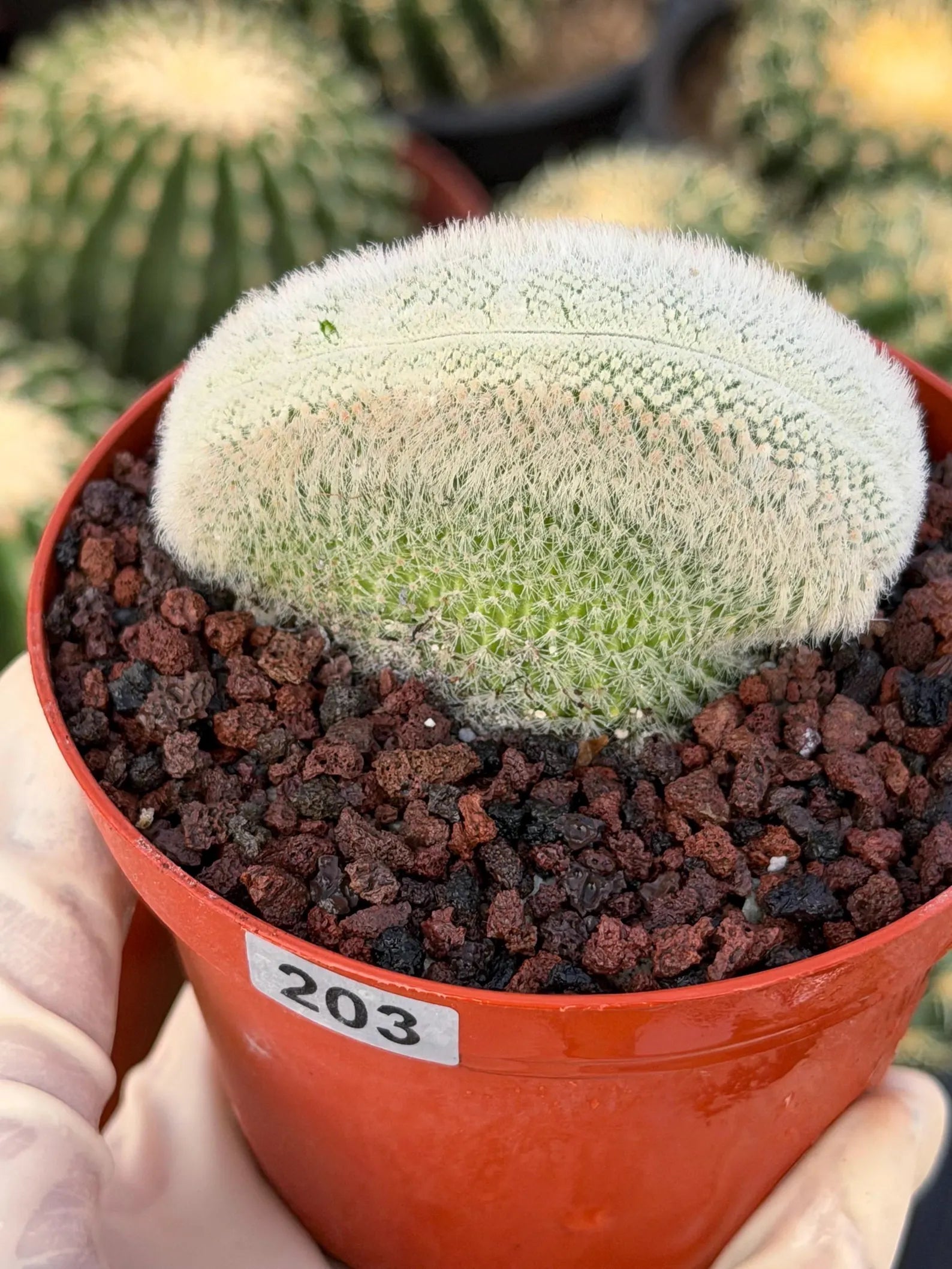 White Crested Notocactus Rare Cactus #203
