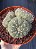Gymnocalycium Bodenbenderianum 5-Head Cactus – Rare Live Plant #324
