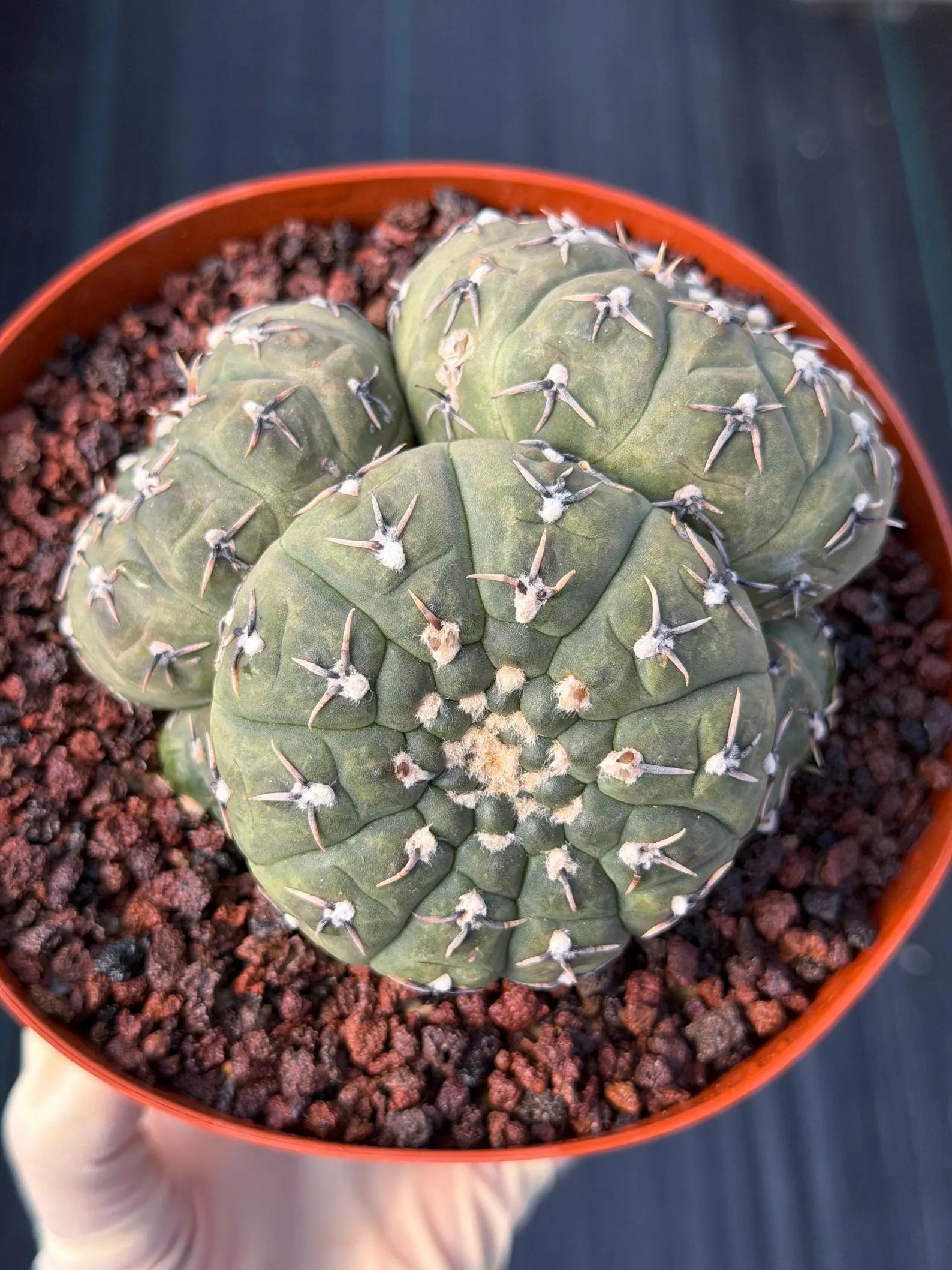 Gymnocalycium Bodenbenderianum 5-Head Cactus – Rare Live Plant #324