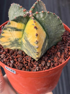 Variegated Astrophytum Myriostigma | Rare Live Collector Cactus #349