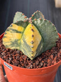 Variegated Astrophytum Myriostigma | Rare Live Collector Cactus #349