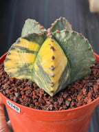 Variegated Astrophytum Myriostigma | Rare Live Collector Cactus #349