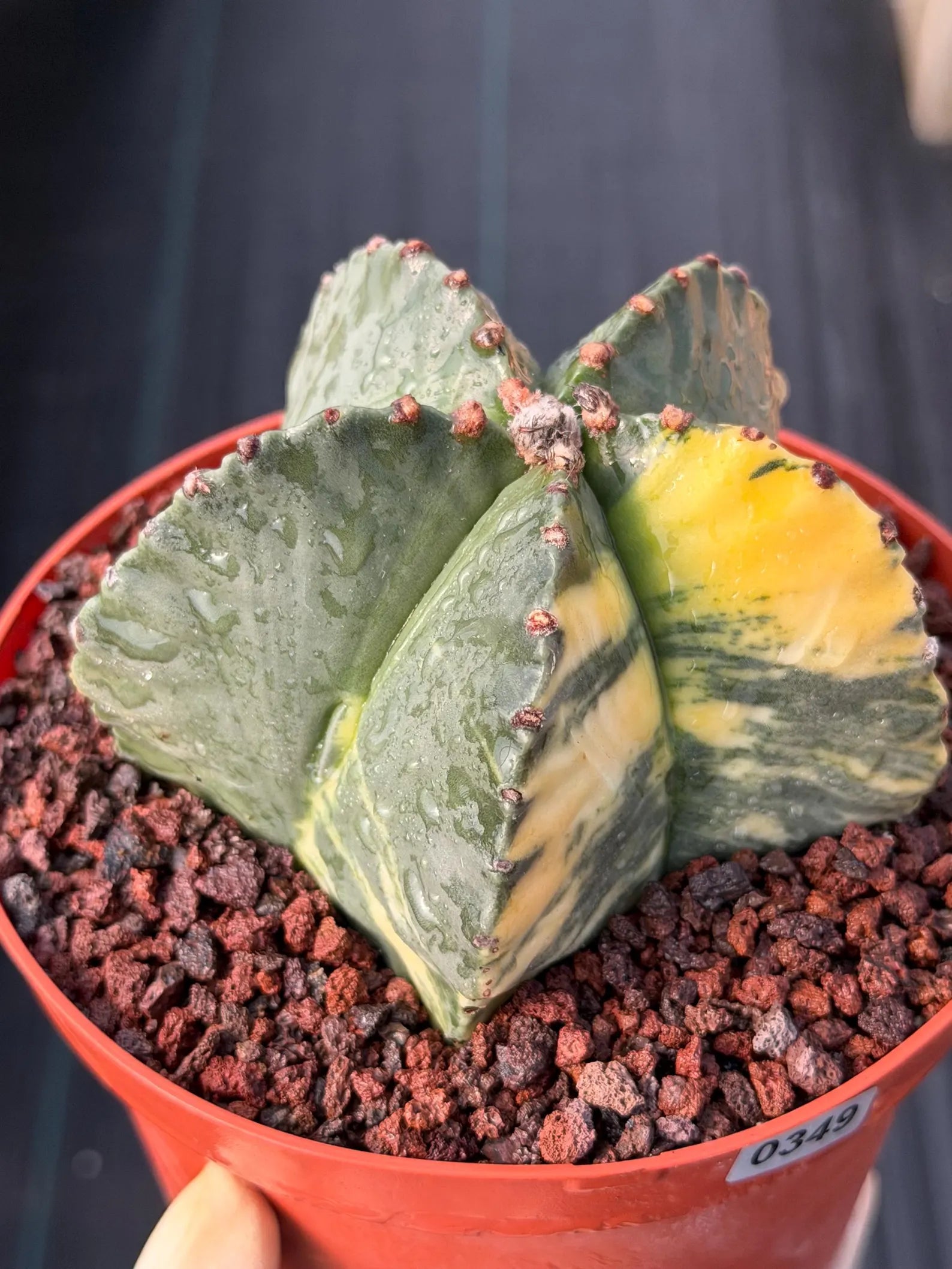 Variegated Astrophytum Myriostigma | Rare Live Collector Cactus #349