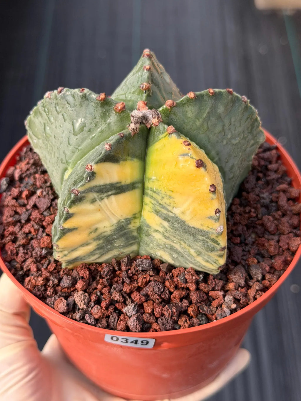 Variegated Astrophytum Myriostigma | Rare Live Collector Cactus #349