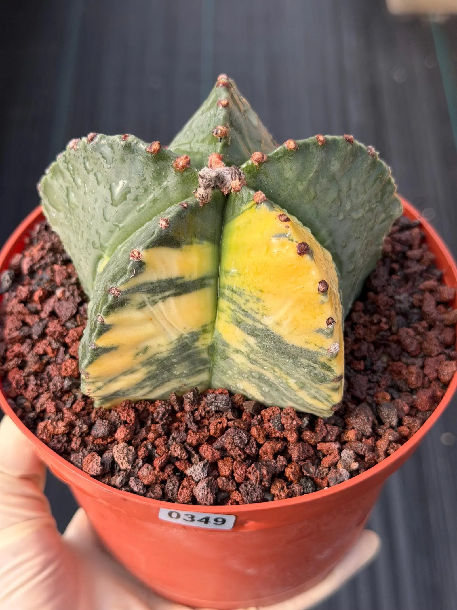 Variegated Astrophytum Myriostigma | Rare Live Collector Cactus #349
