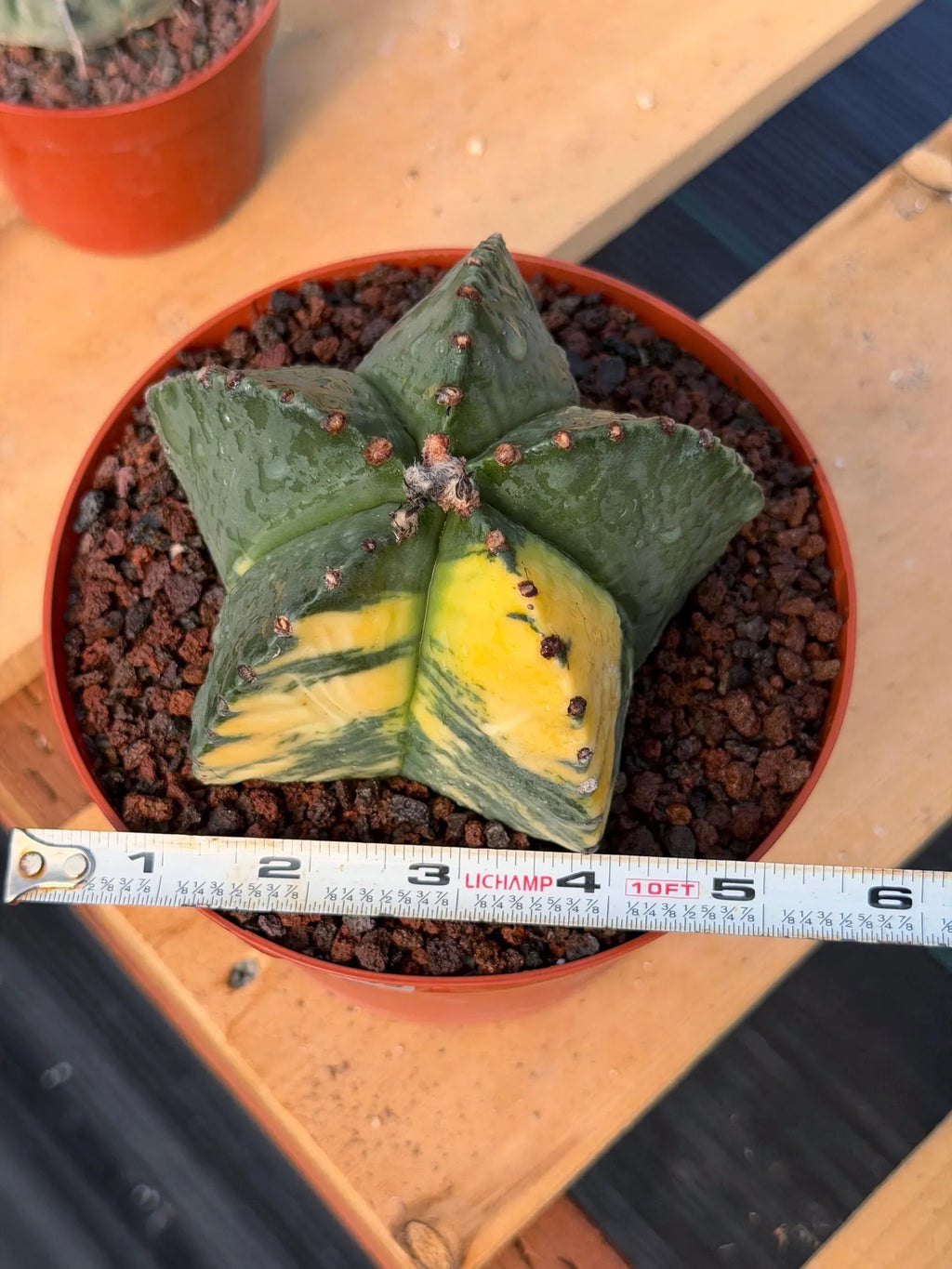Variegated Astrophytum Myriostigma | Rare Live Collector Cactus #349