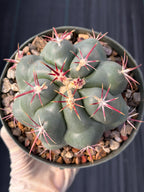 Thelocactus Hexaedrophorus Rare Seed Grown Live Cactus – Exact Collector Plant #335