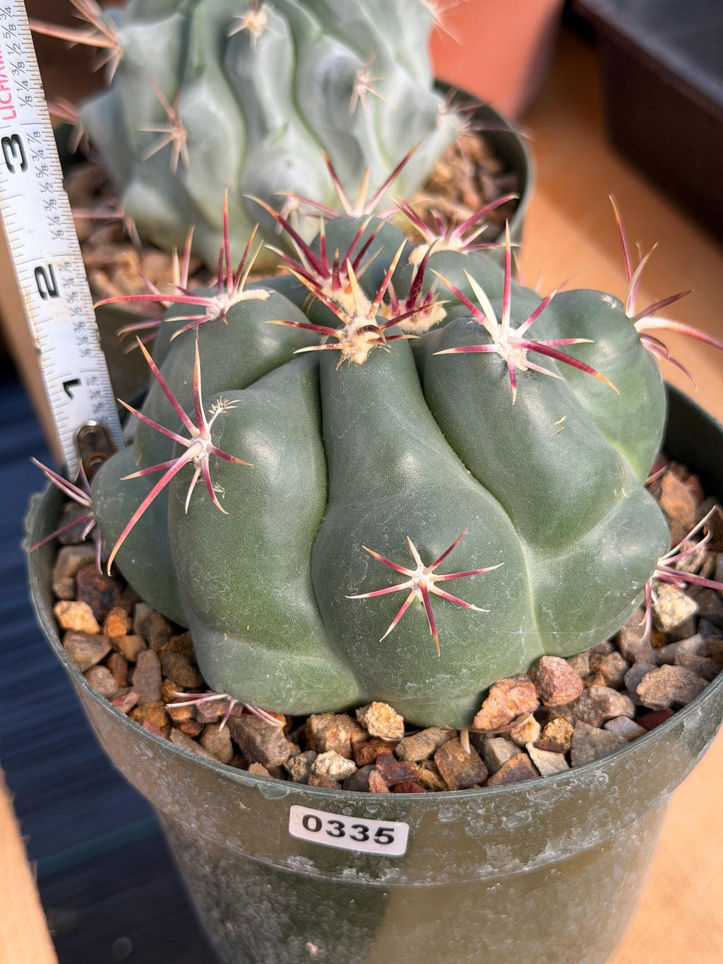 Thelocactus Hexaedrophorus Rare Seed Grown Live Cactus – Exact Collector Plant #335