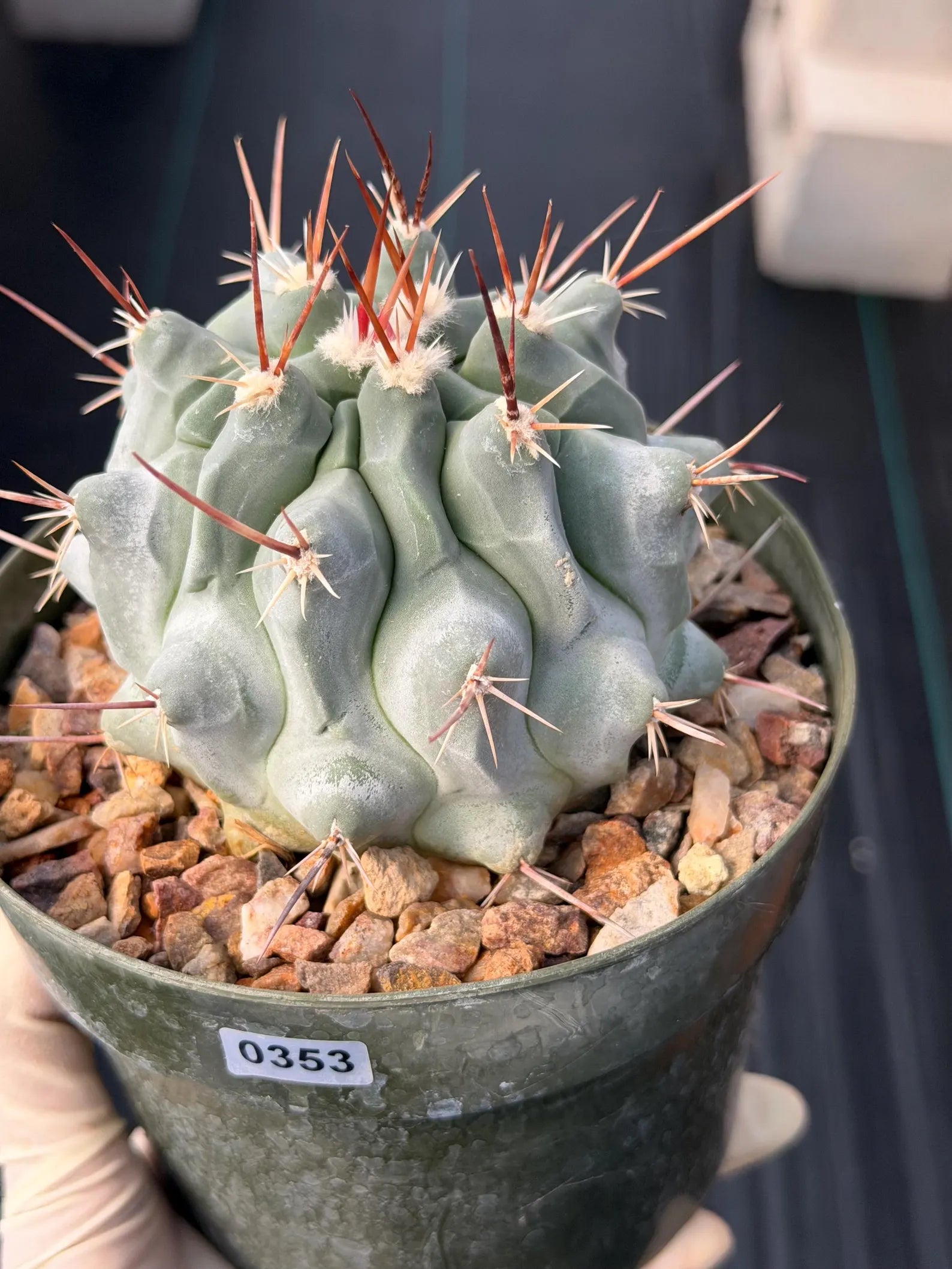 Thelocactus Rinconensis Seed Grown Rare Cactus – Live Plant #353