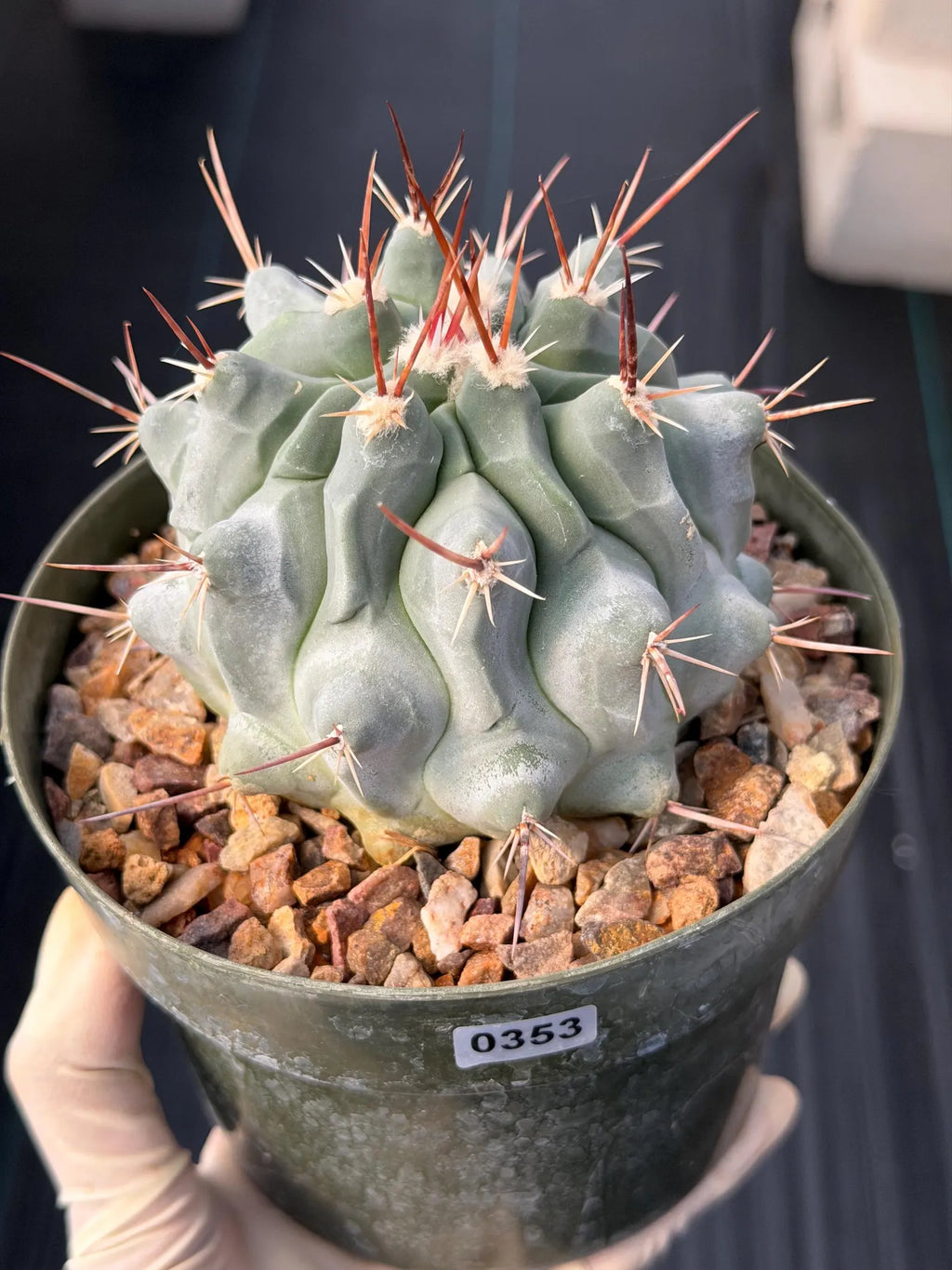Thelocactus Rinconensis Seed Grown Rare Cactus – Live Plant #353