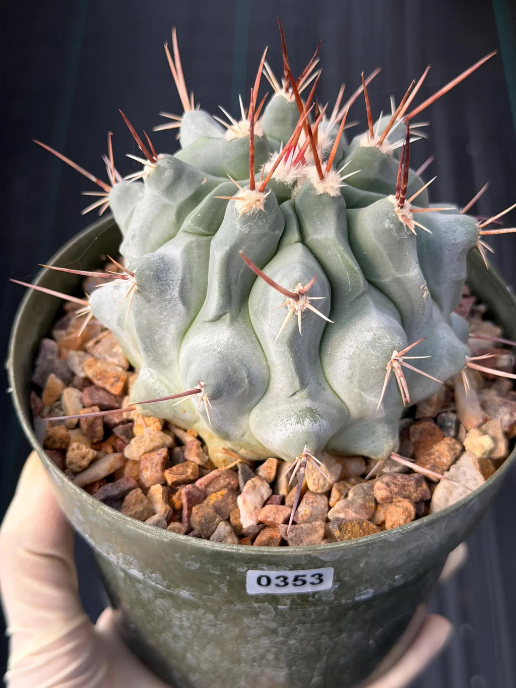 Thelocactus Rinconensis Seed Grown Rare Cactus – Live Plant #353