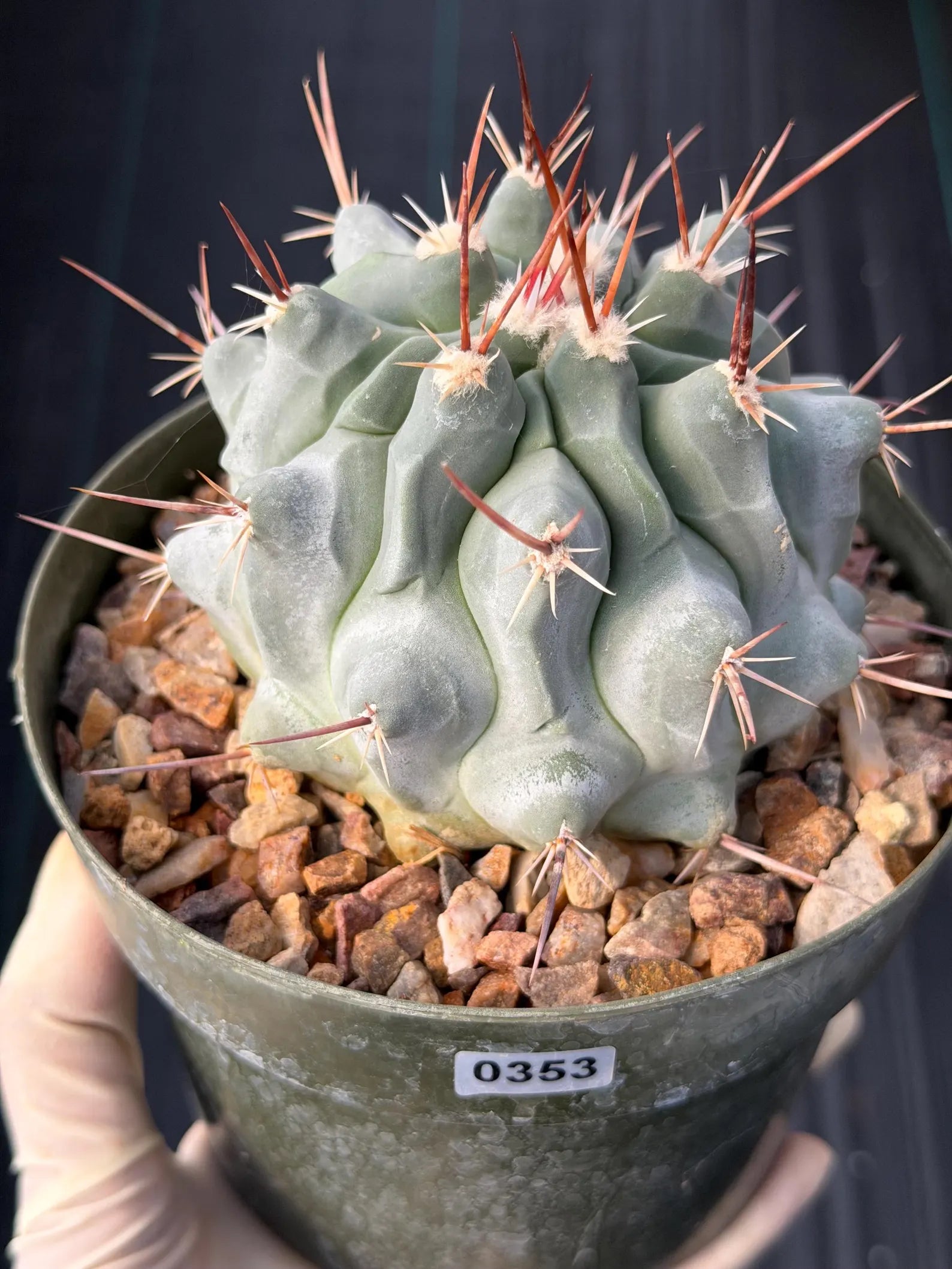Thelocactus Rinconensis Seed Grown Rare Cactus – Live Plant #353