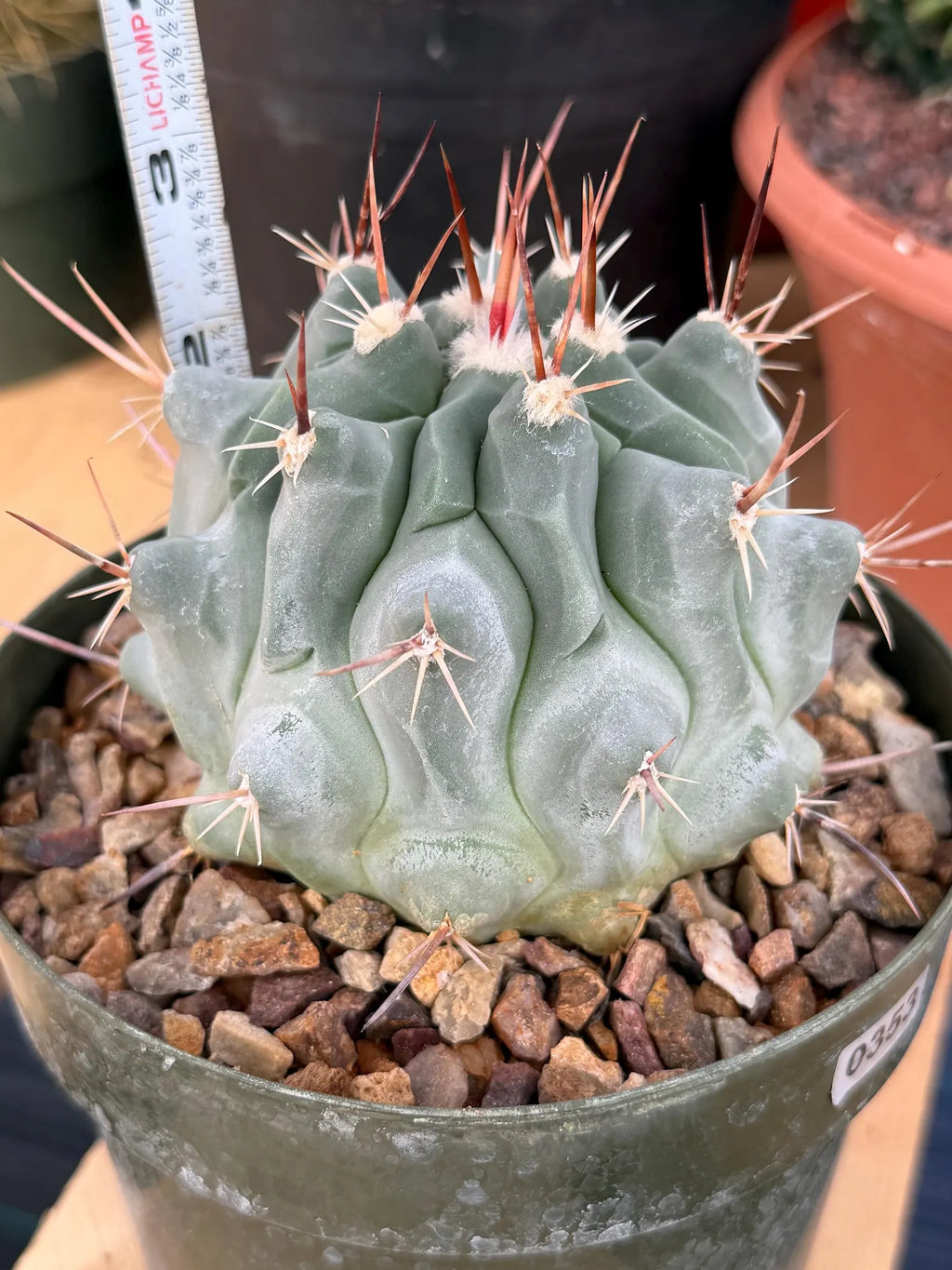 Thelocactus Rinconensis Seed Grown Rare Cactus – Live Plant #353