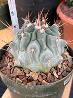Thelocactus Rinconensis Seed Grown Rare Cactus – Live Plant #353