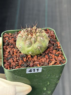 Copiapoa Cinerea Rare Collector Cactus – Live Plant #411
