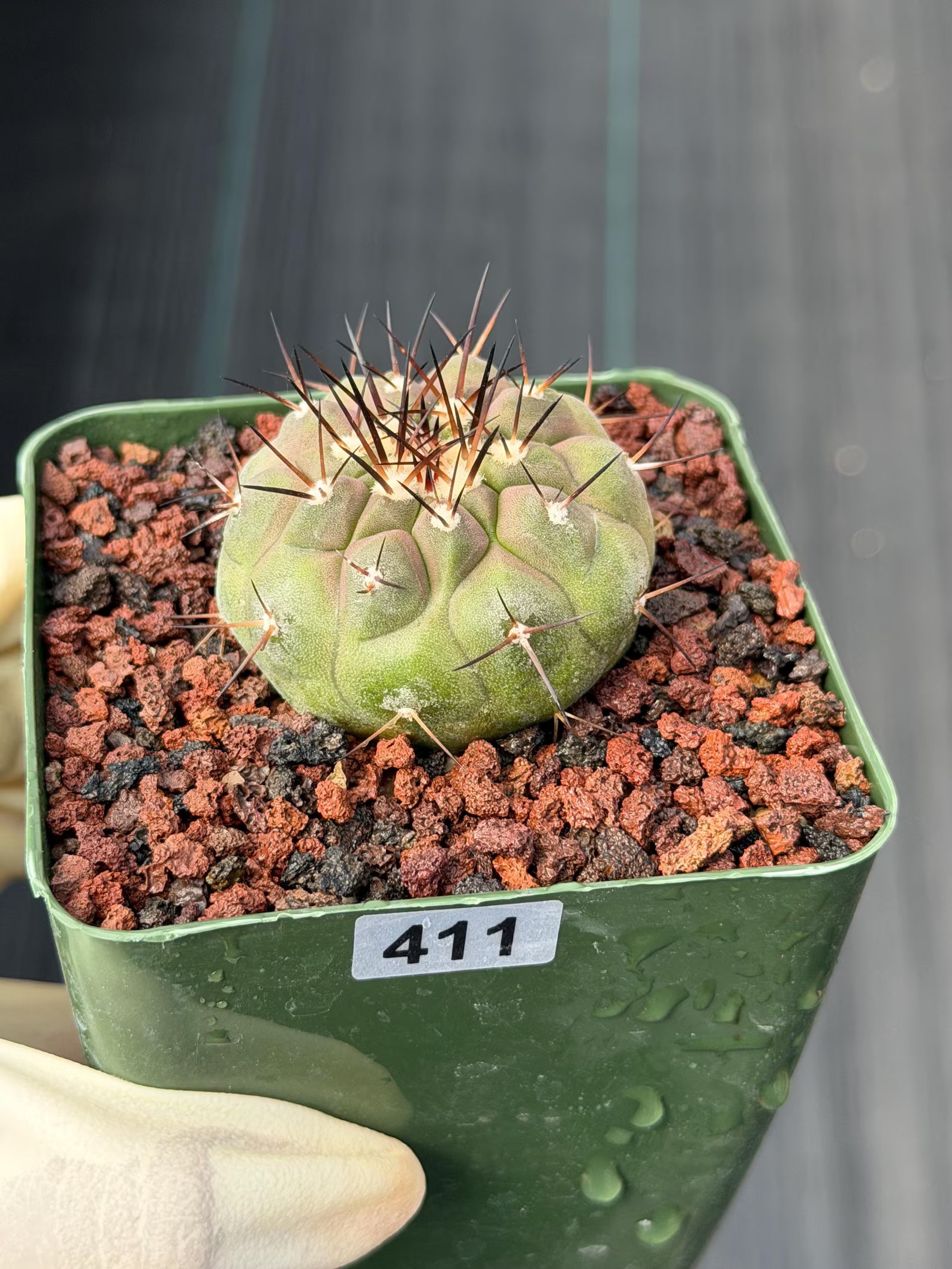 Copiapoa Cinerea Rare Collector Cactus – Live Plant #411
