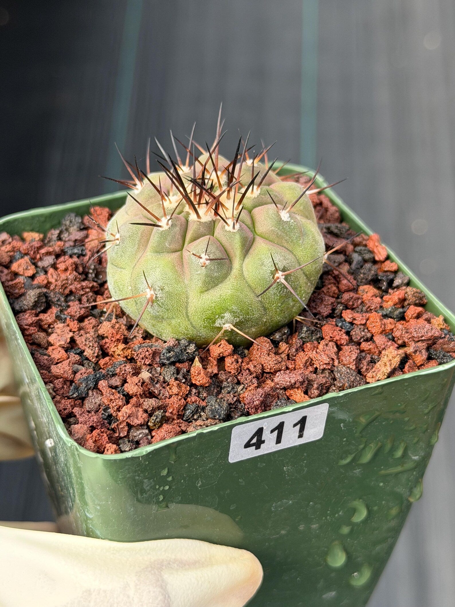 Copiapoa Cinerea Rare Collector Cactus – Live Plant #411