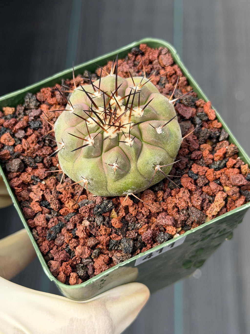 Copiapoa Cinerea Rare Collector Cactus – Live Plant #411