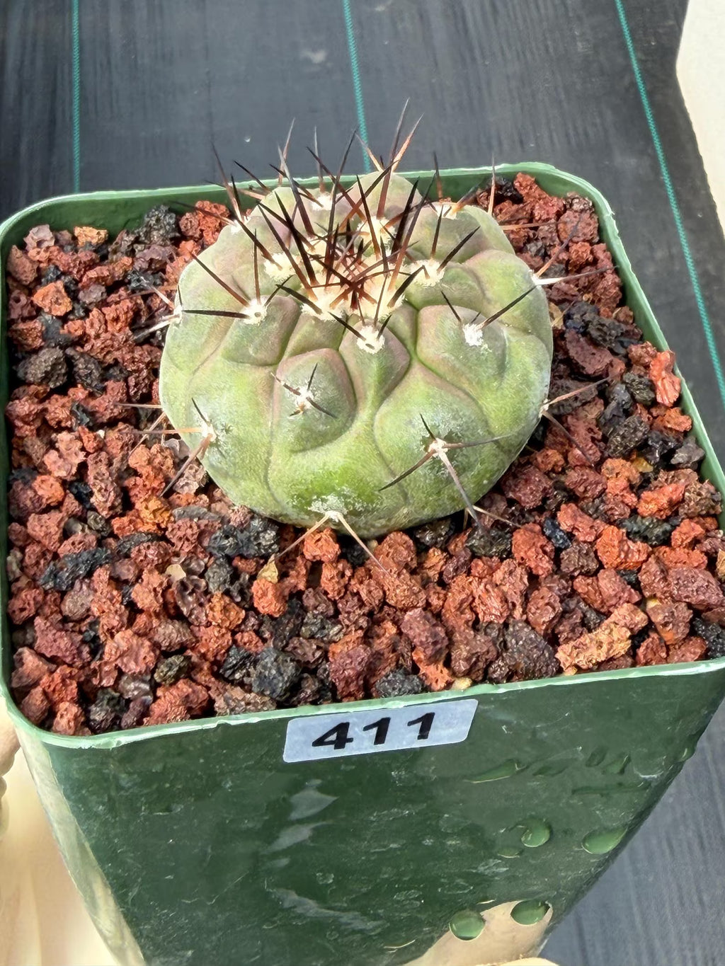 Copiapoa Cinerea Rare Collector Cactus – Live Plant #411