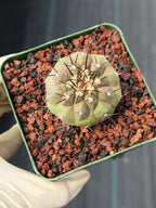 Copiapoa Cinerea Rare Collector Cactus – Live Plant #411
