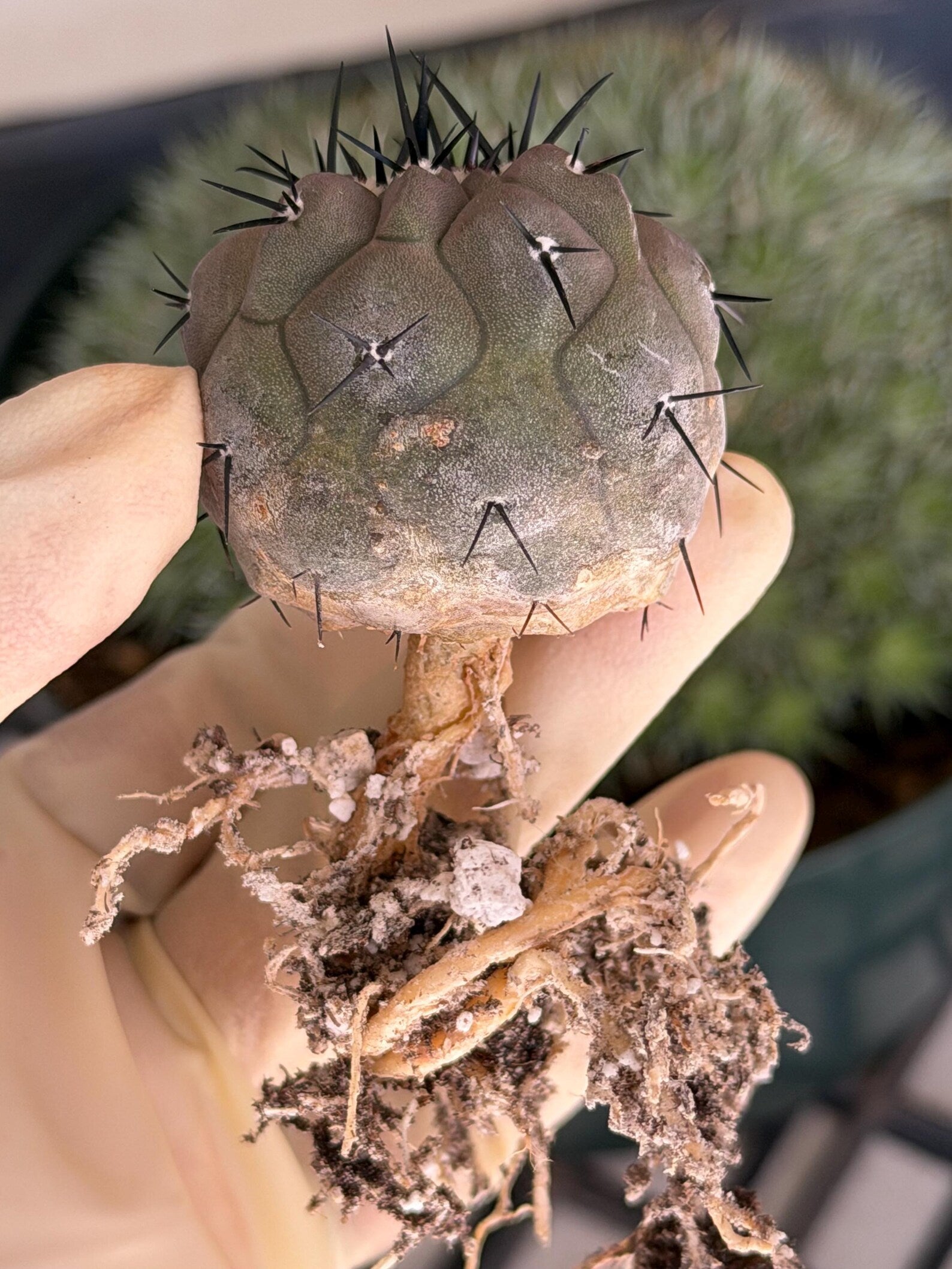 Copiapoa Cinerea Rare Collector Cactus – Live Plant #411