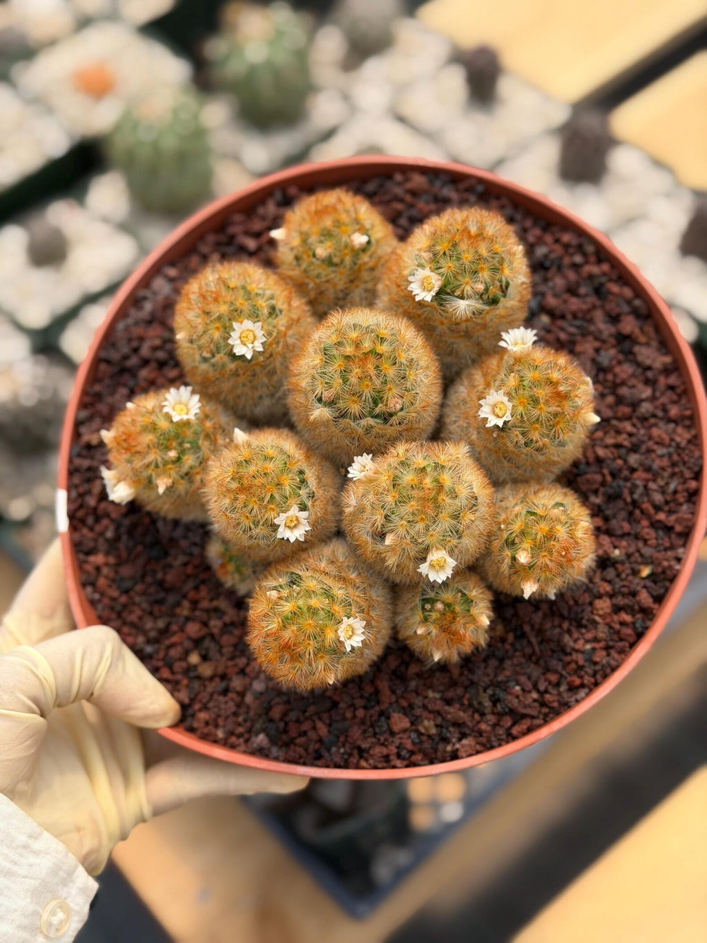 Mammillaria Carmenae Cluster Cactus #359