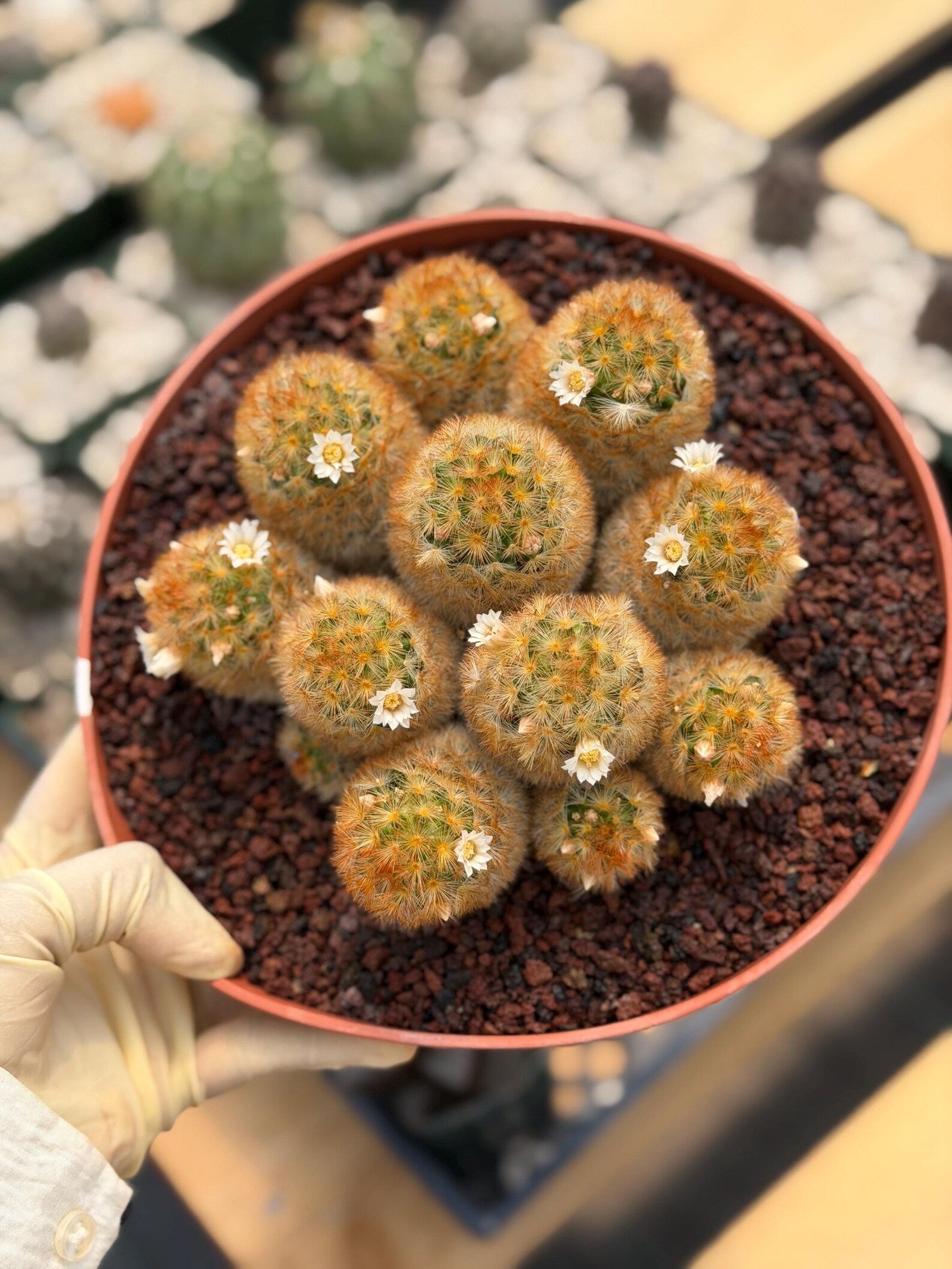 Mammillaria Carmenae Cluster Cactus #359