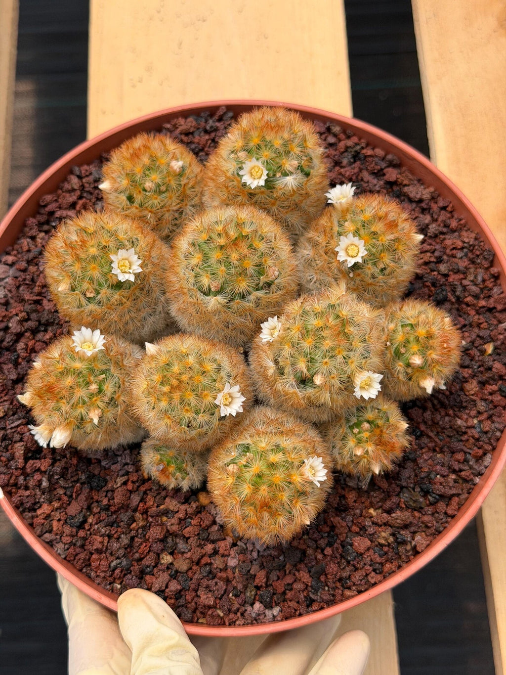 Mammillaria Carmenae Cluster Cactus #359