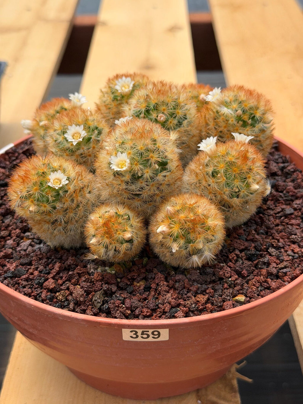 Mammillaria Carmenae Cluster Cactus #359