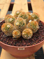 Mammillaria Carmenae Cluster Cactus #359