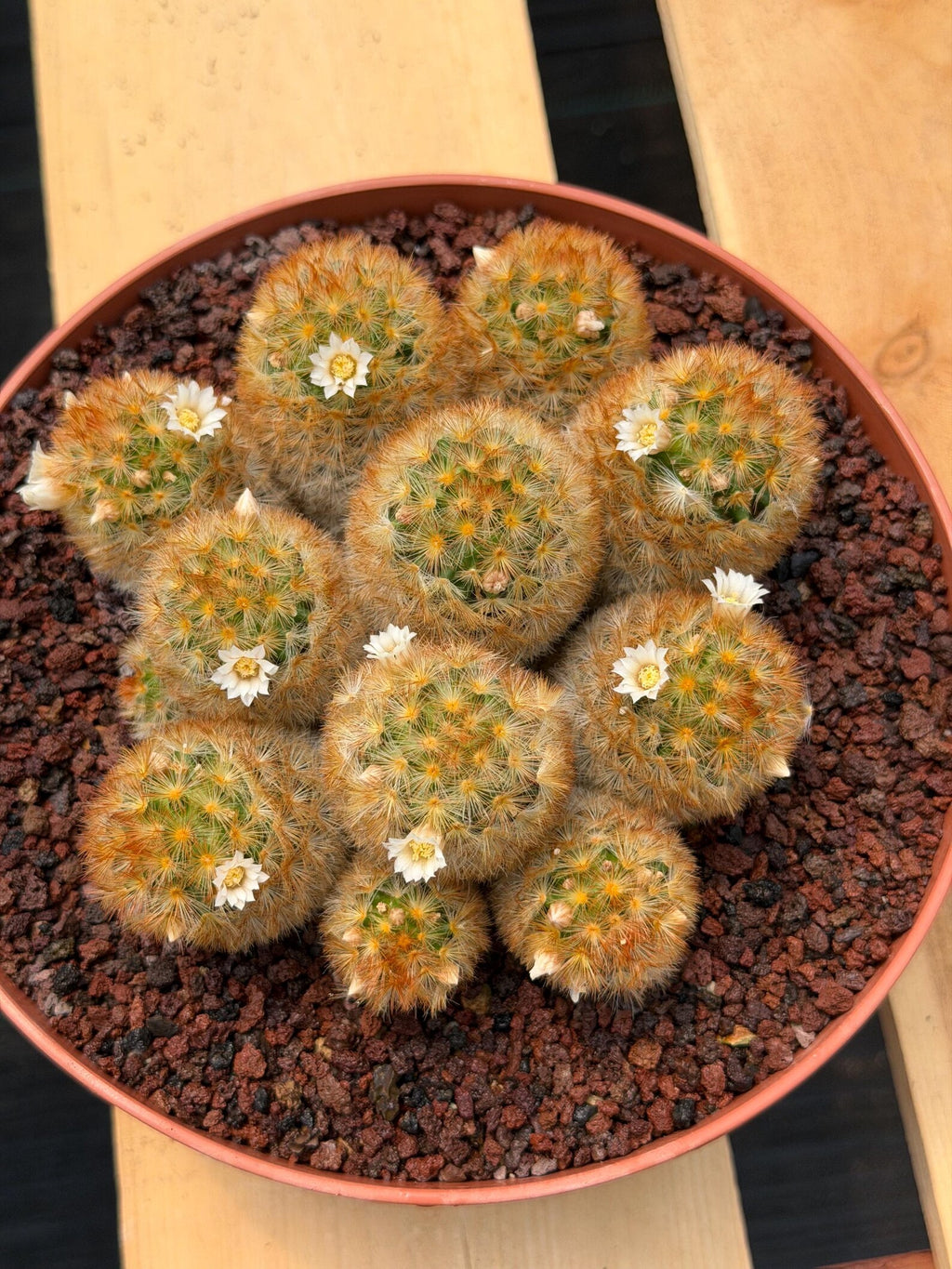 Mammillaria Carmenae Cluster Cactus #359