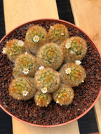 Mammillaria Carmenae Cluster Cactus #359