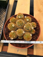 Mammillaria Carmenae Cluster Cactus #359