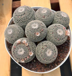 Large Mammillaria Perbella Cluster Cactus
