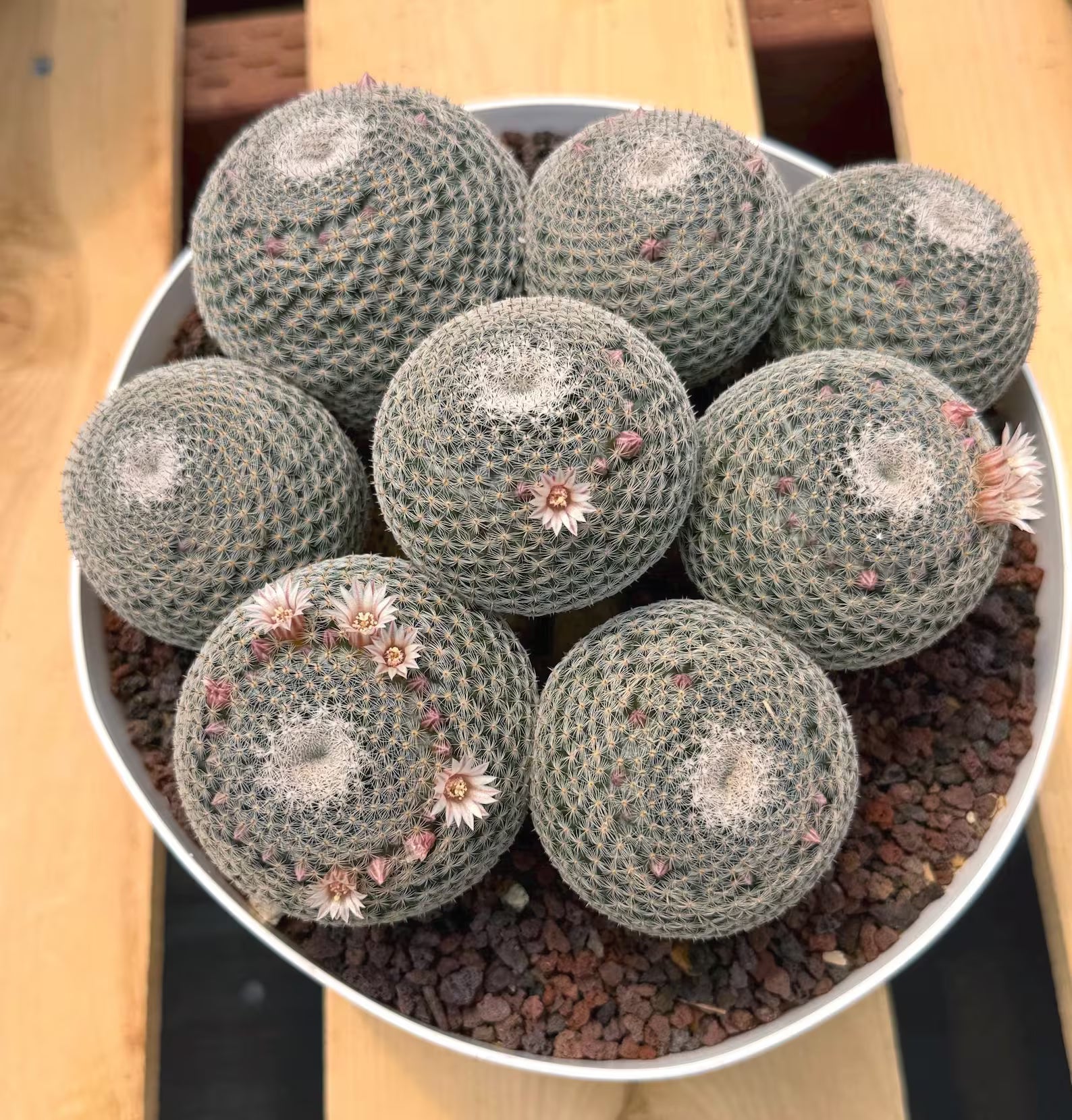 Large Mammillaria Perbella Cluster Cactus