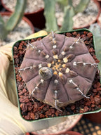 Gymnocalycium Vaterii Single Spine Purple Skin #650 | Rare Seed Grown Live Cactus | Collector Succulent Plant
