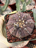 Gymnocalycium Vaterii Single Spine Purple Skin