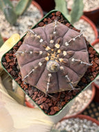 Gymnocalycium Vaterii Single Spine Purple Skin #650 | Rare Seed Grown Live Cactus | Collector Succulent Plant