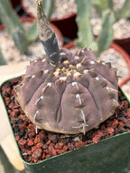 Gymnocalycium Vaterii Single Spine Purple Skin #650 | Rare Seed Grown Live Cactus | Collector Succulent Plant