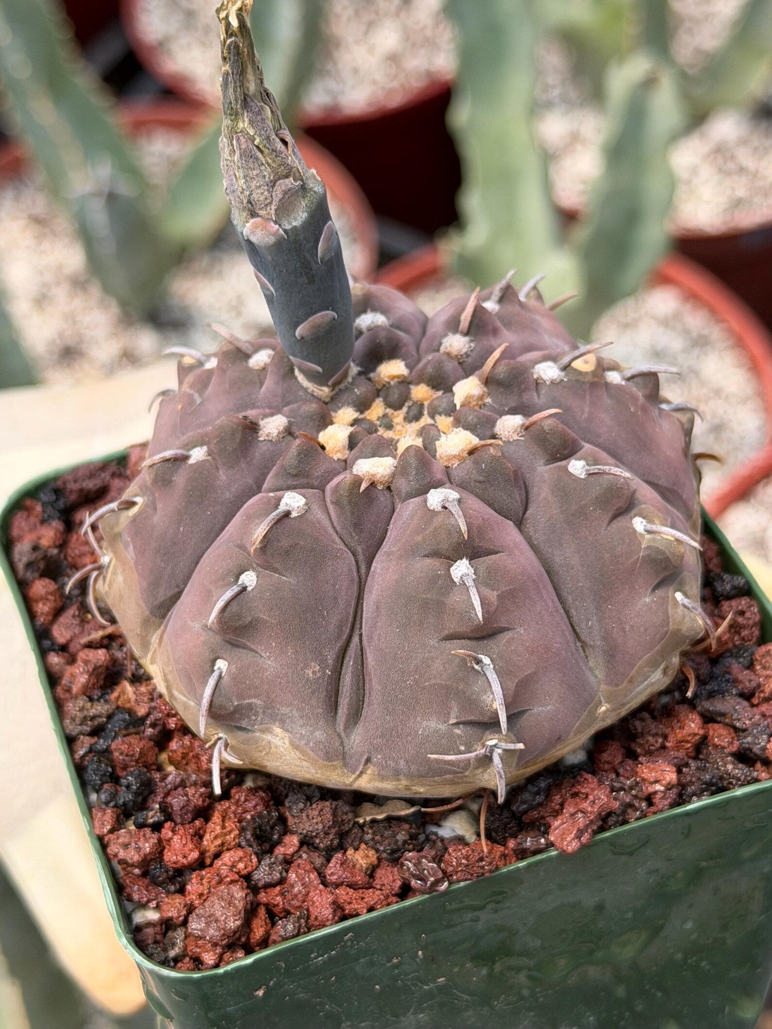 Gymnocalycium Vaterii Single Spine Purple Skin #650 | Rare Seed Grown Live Cactus | Collector Succulent Plant